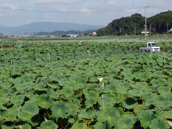 2011_0926yukari0050suzu.jpg