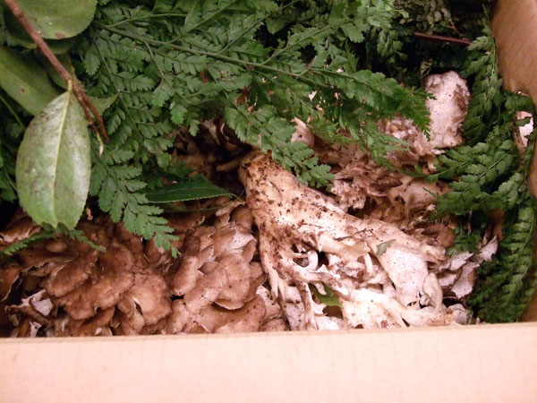 DSCF2030maitake.jpg