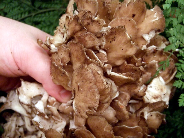 DSCF2034maitake.jpg