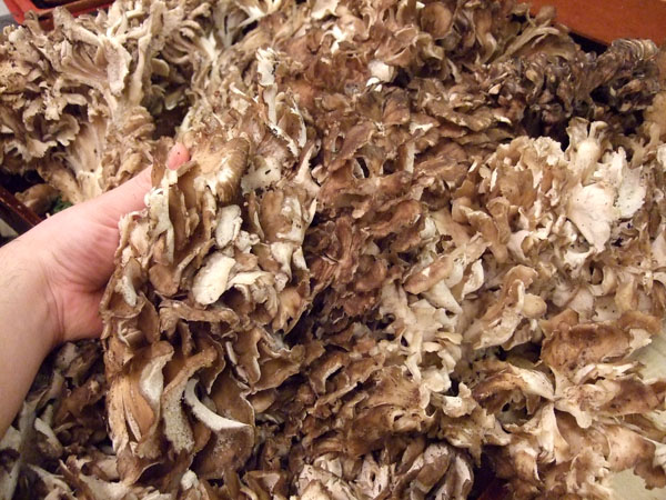 DSCF2050maitake.jpg